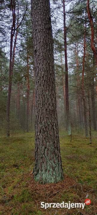 Sprzedam drewno tartaczne sosna topola opał podkarpackie Harasiuki