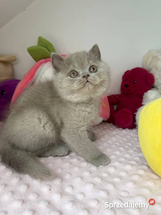 Piękny liliowy kocurek z legalnej hodowli Perła sprzedam