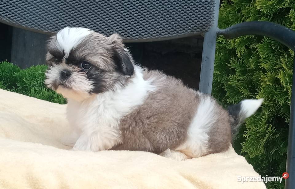 Chłopczyk Shihtzu tricolor z wielopokoleniowym Nowe Miasto Lubawskie