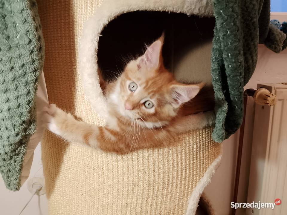 Kocurek Maine Coon Rodowód FPL Bytom Odrzański