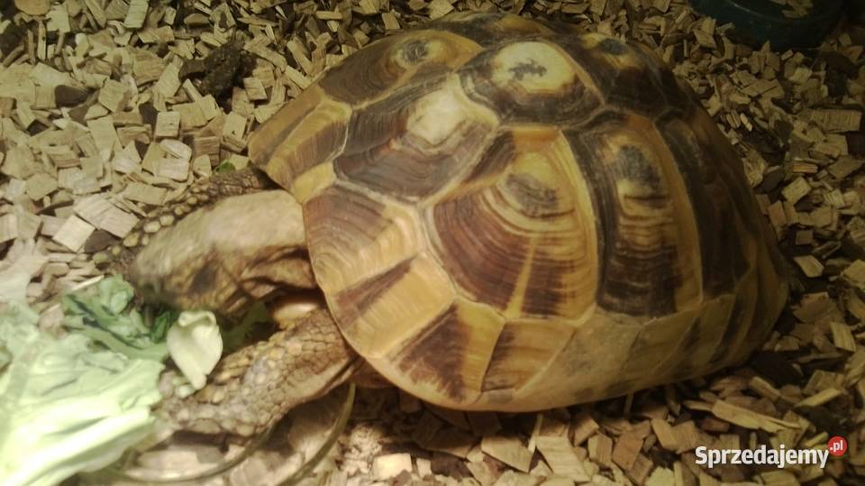 Żółw grecki dorosła samica Lubin