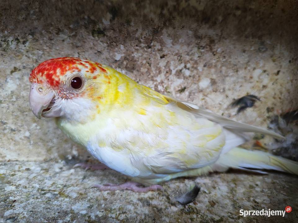 Papugi rozella bladoglowa lutino małopolskie Bochnia
