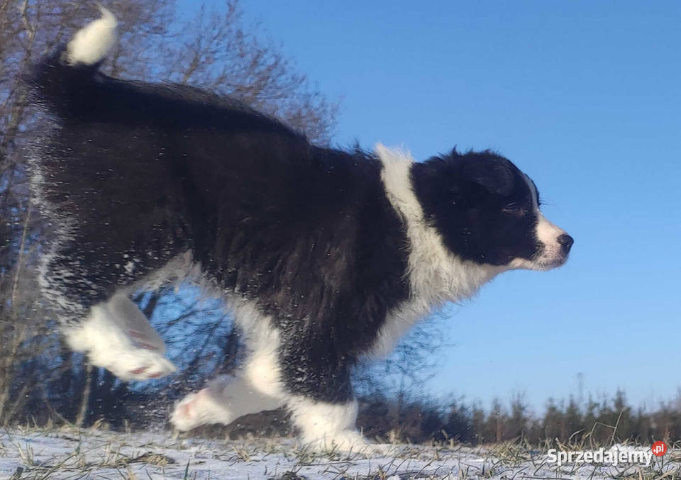 Rasowa Suczka BORDER COLLIE z Hodowli Szczenię z Kraków