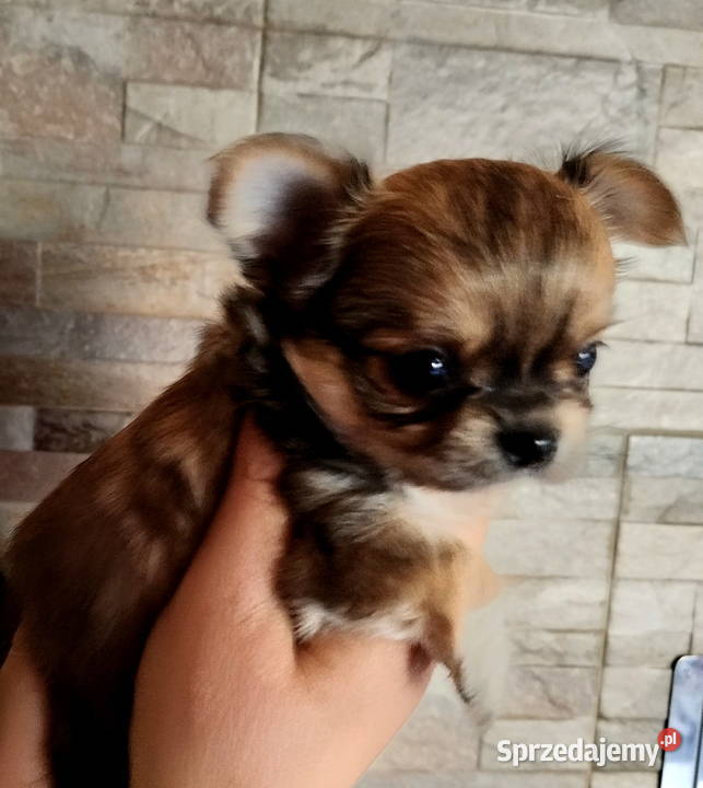 Chihuahua maleńki piesek długowłosy Konin