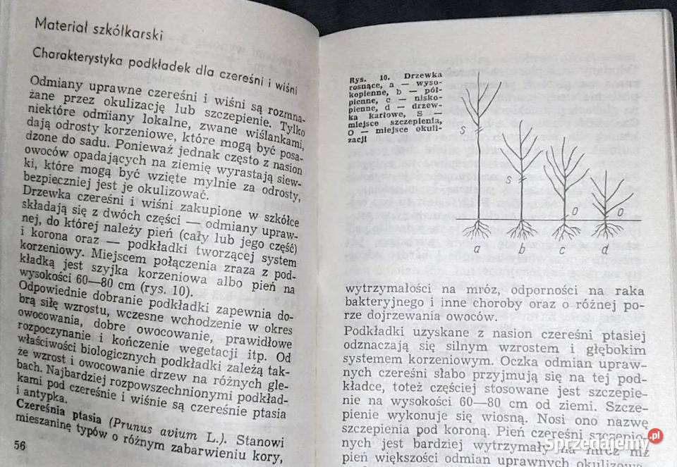 Czereśnie i wiśnie Jerzy Wierszyłłowski Rok wydania 1985
