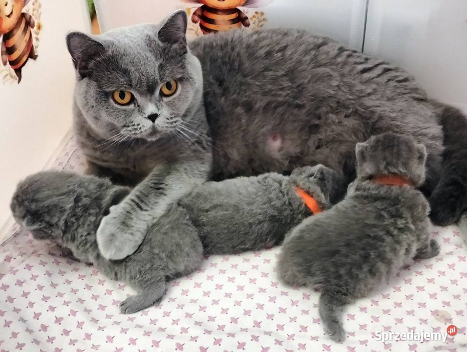 Kocięta niebieskie pięknych rodzicach Rodowód Łódź sprzedam