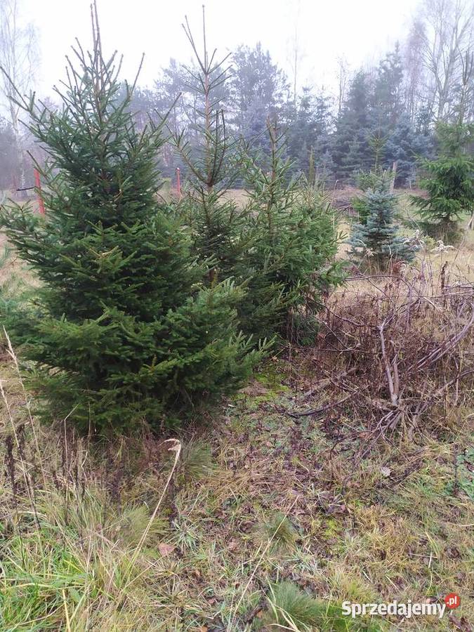 Choinki z własnej plantacji Zaleszany sprzedam