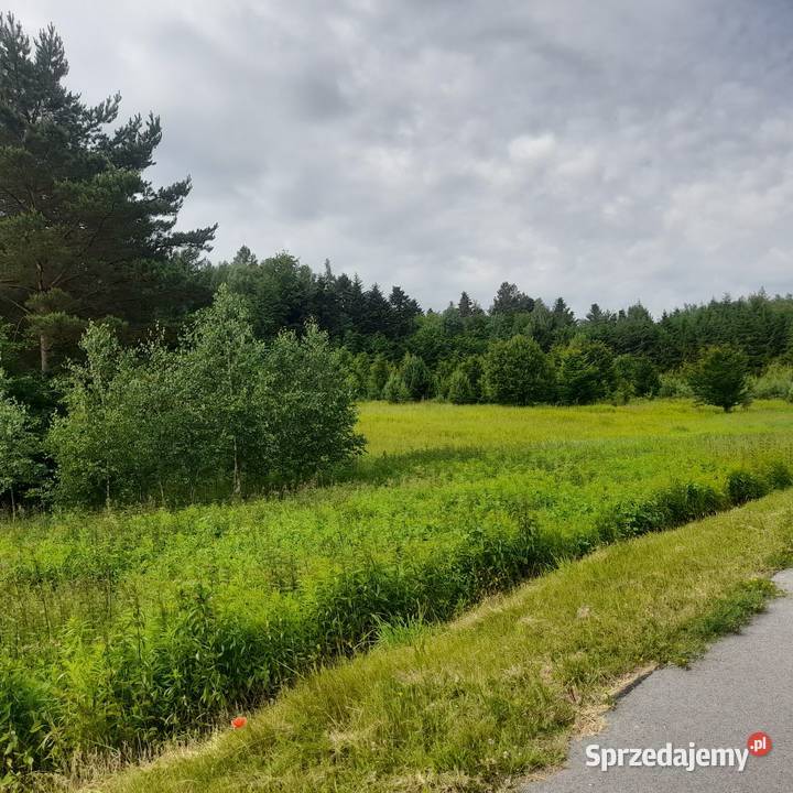 Sprzedam działka 50 ary Ignatówka gmina Biłgoraj