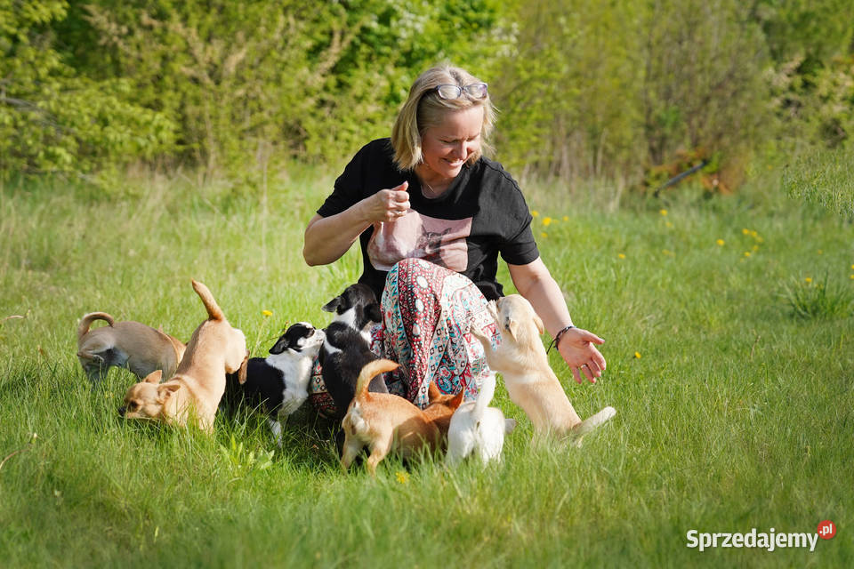 PIESEK Ch FCI Wwy Chihuahua Duży Dół sprzedam