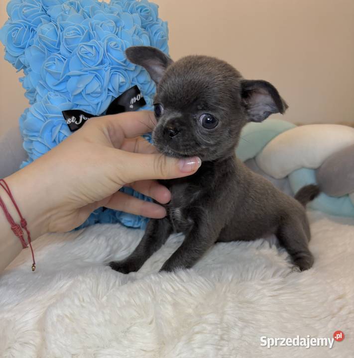 Chihuahua mini piesek krótkowłosy niebieski Blue Bełchatów