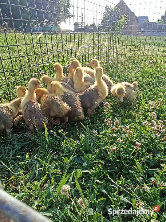 Gąski gęsi małe Ostrów Wielkopolski