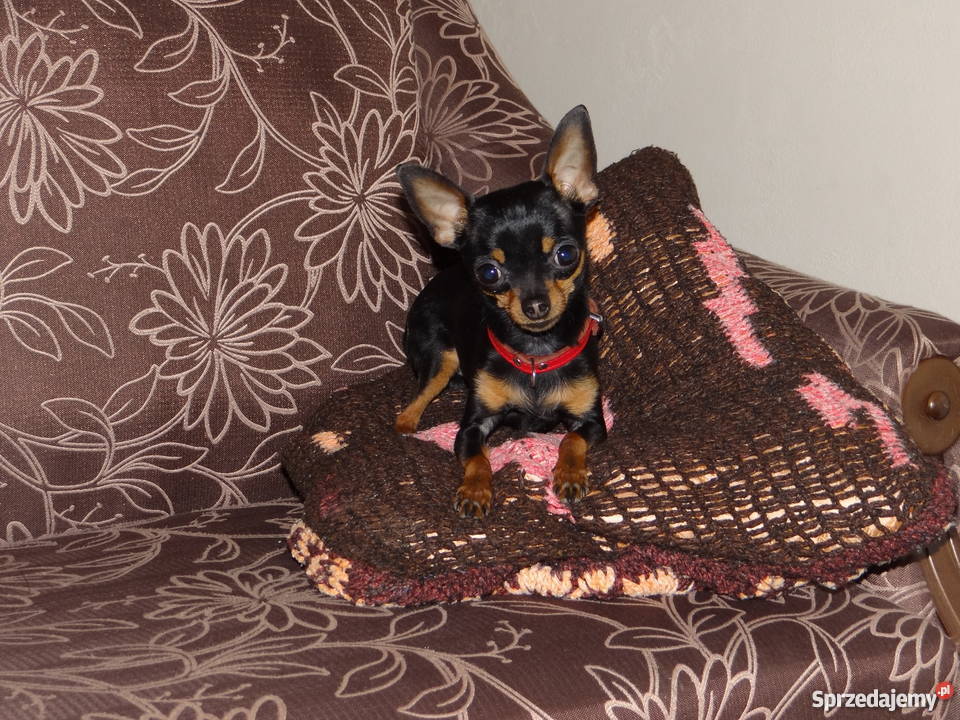 Ratlerekratlerki pinczer pinczerek krycie Wierzbica