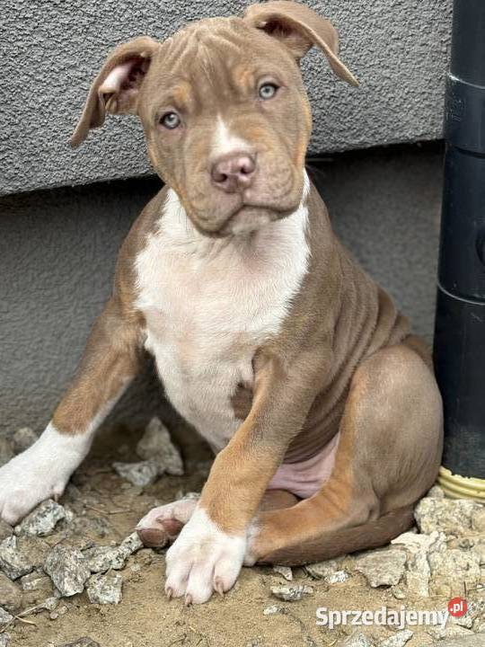 American bully xl szczeniak Czerlejno