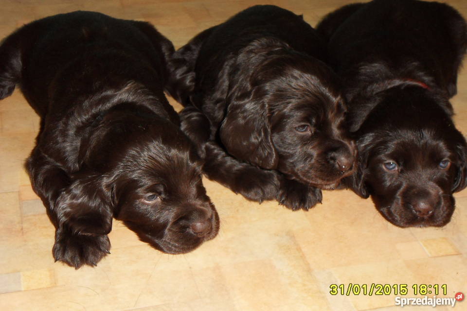 Sprzedam szczeniaki rasy Wachtelhund sprzedam
