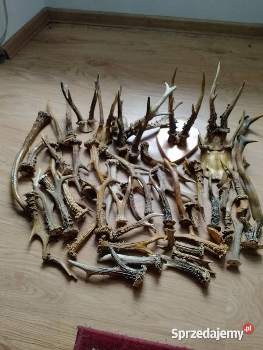 Porostki kozła Księginice Wielkie