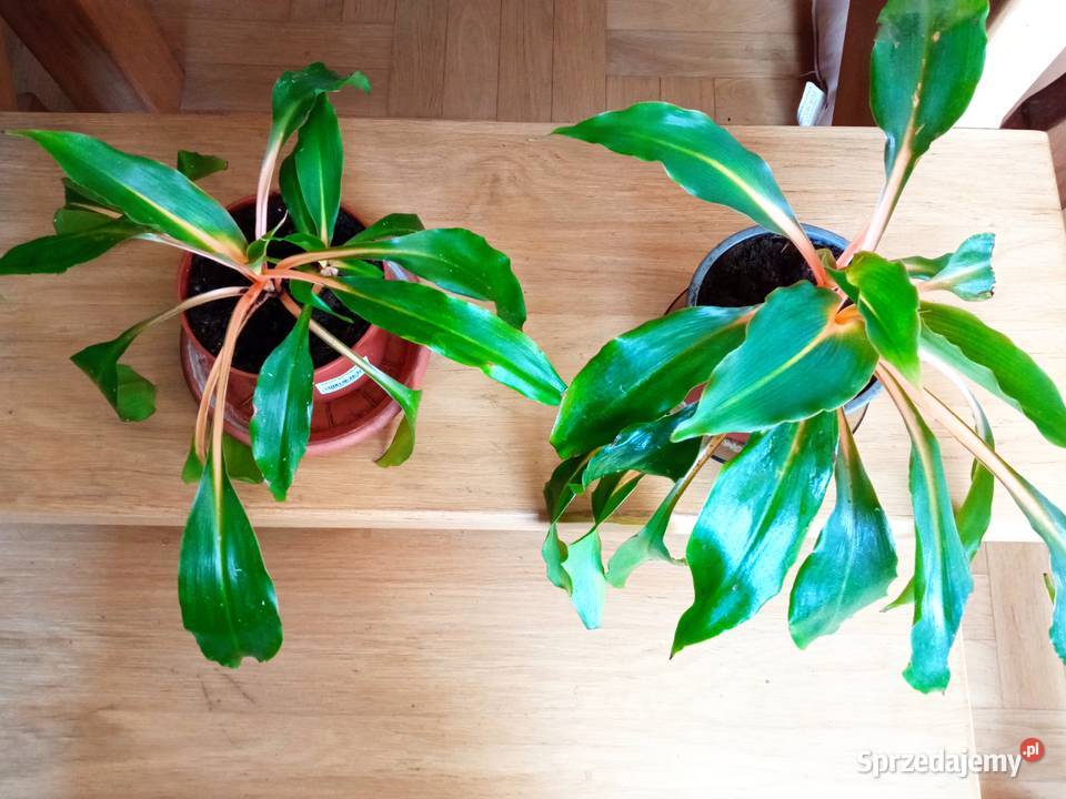 Piękne syngonium 10 i nie