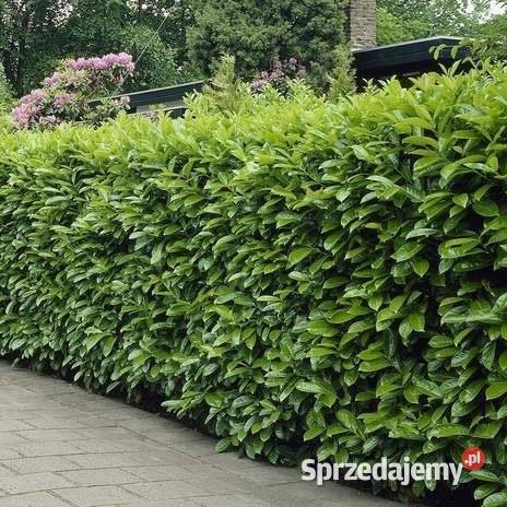 LAUROWIŚNIA WSCHODNIA NOVITA 2030 MROZOODPORNA śląskie Miedźna