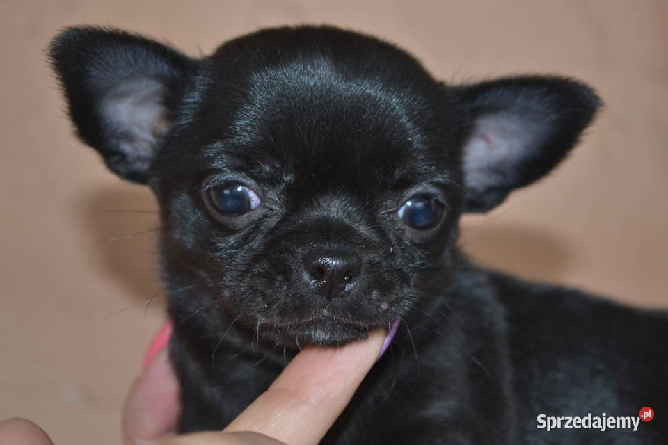 CHIHUAHUA ŚLICZNA CZARNA SUNIA MAMBA Warszawa