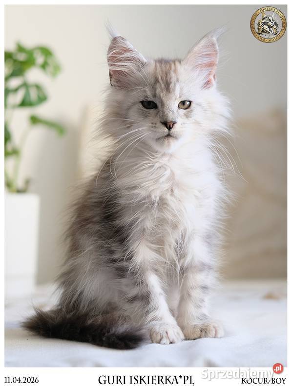 Guri uroczy jegomość kocurek maine coon Warszawa