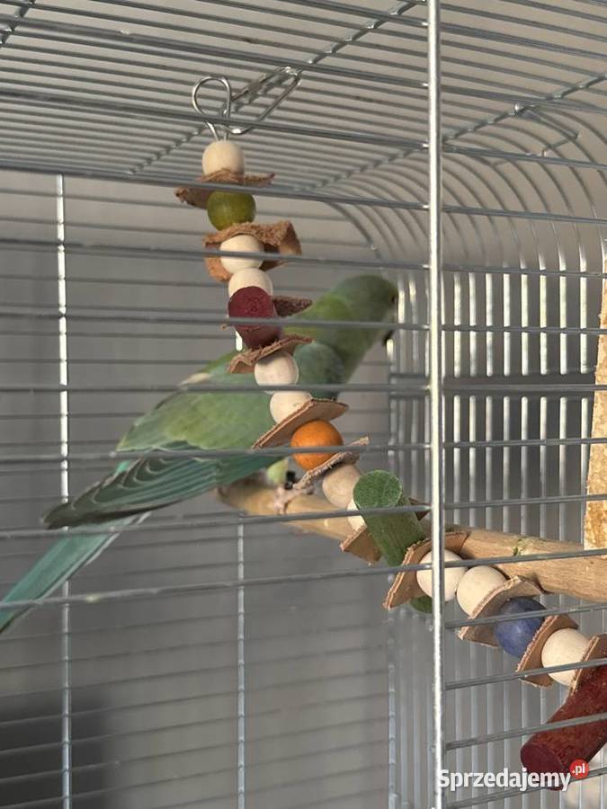 Papuga Aleksandretta Oleśnica