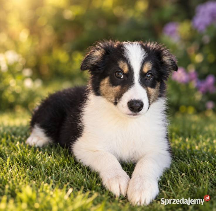 Suczka rasy Border Collie Tricolor Limanowa