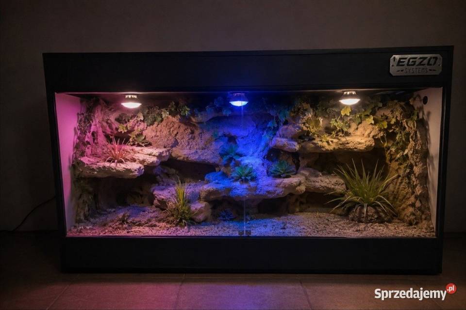 Terrarium gekona lamparciego agamy brodatej Żyrardów