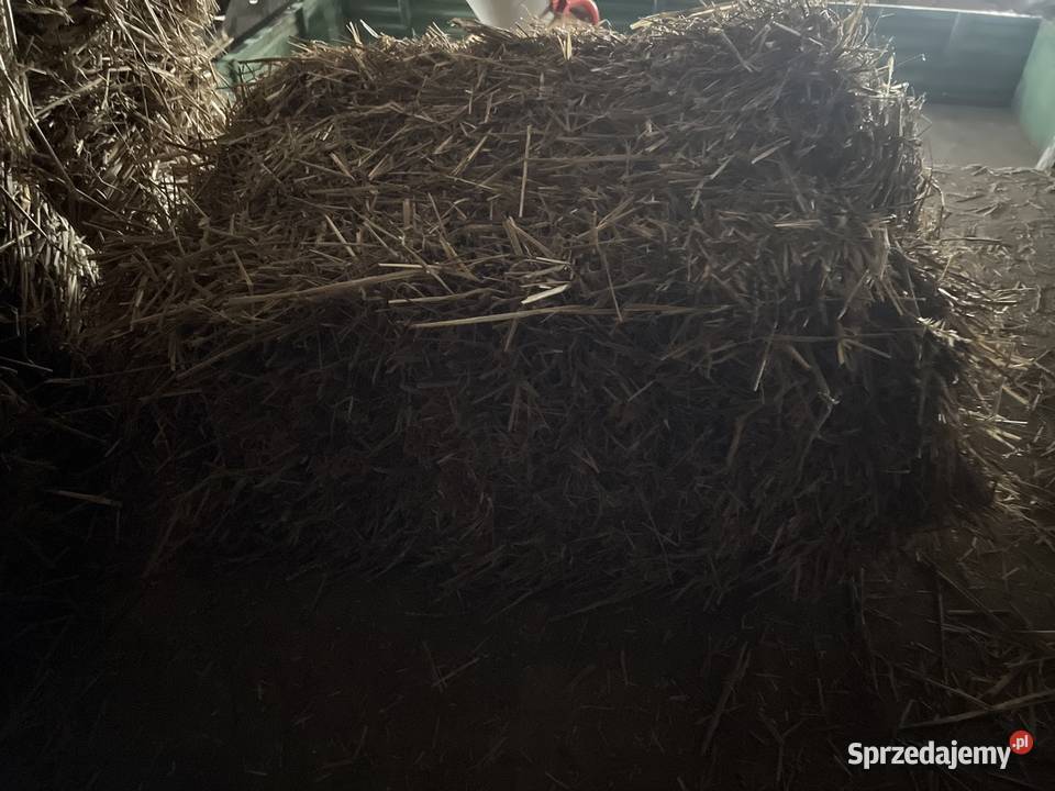 Słoma Pszenna 2025 Kwaczała