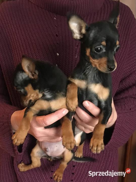 Pinczer miniaturowy szczeniaki pieski i suczki Pozostałe Klimontów