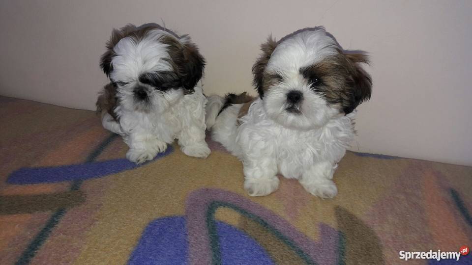 Sprzedam szczeniaki Shih tzu Krosno