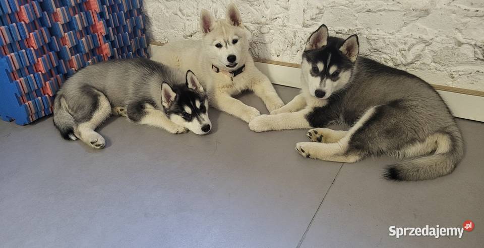 Szczeniak Siberian Husky piesek piesek zkwp fci Mielec