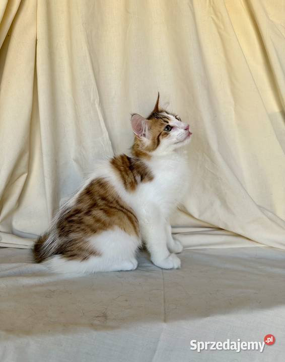 Norweskie kocięta Leśne mazowieckie sprzedam