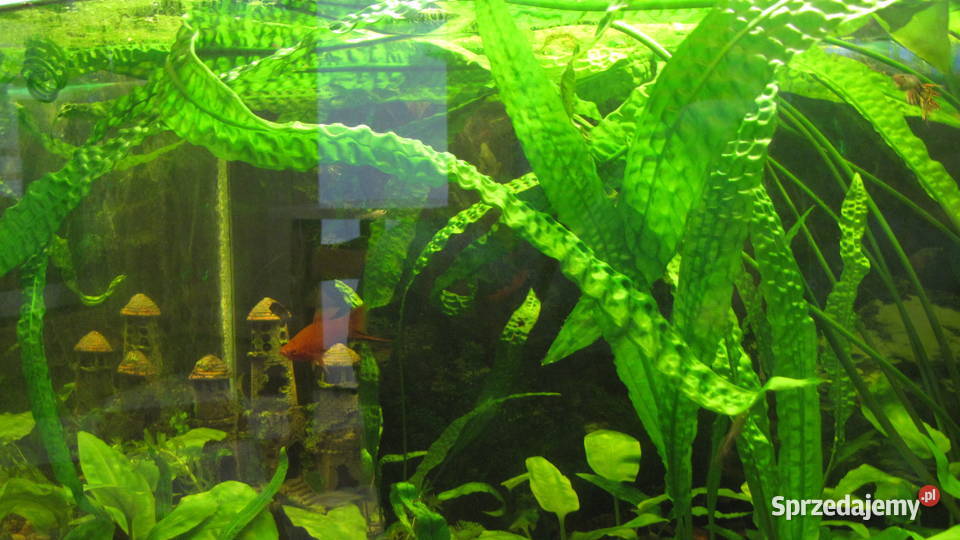 Kryptokoryna karbowana kujawsko-pomorskie Toruń