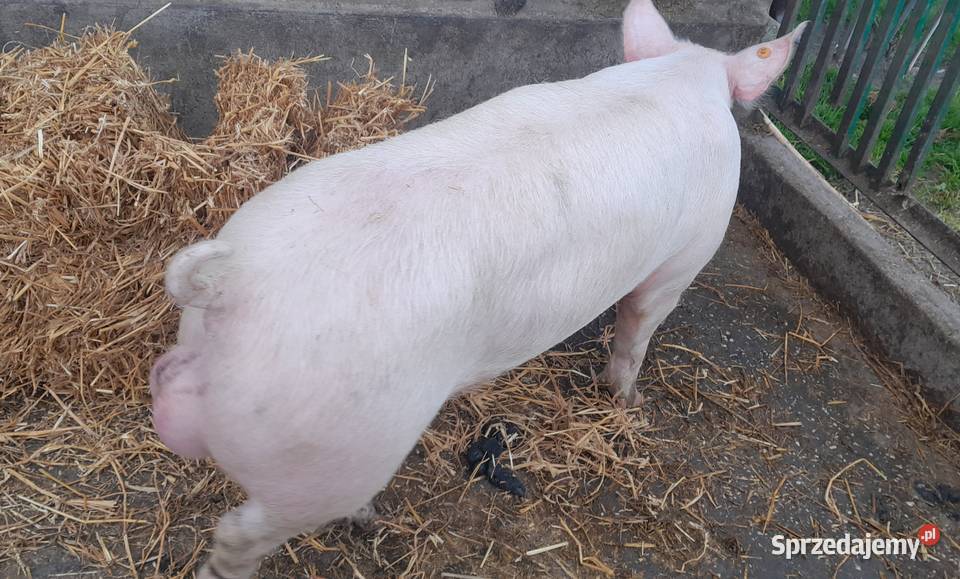 Knurek PBZ x WBP wielkopolskie Strzałkowo sprzedam