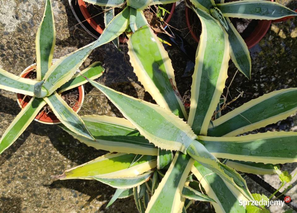 Agawa roślina ozdobna do ogrodu mazowieckie Józefów
