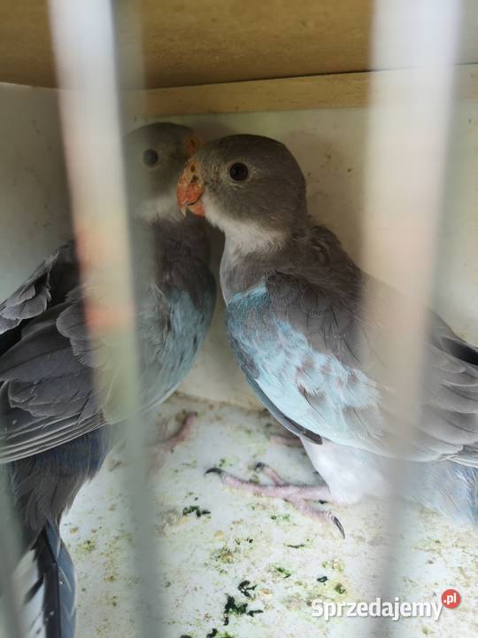 Księżniczka Walii Wilczyce