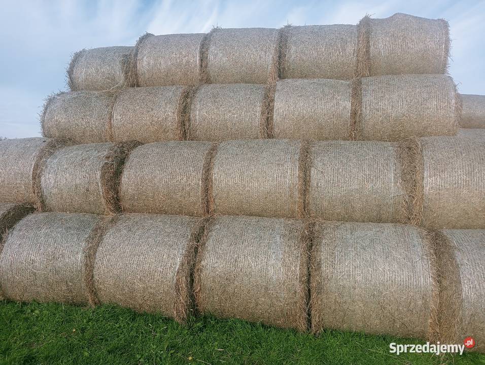 Sprzedam słomę pszenną żytnią pszenżytnią bele Trawy, słoma Iwaniska