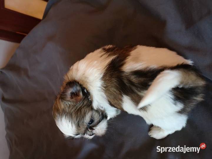 Shih Tzu piękne malutkie szczenięta Hodowla Szczecinek