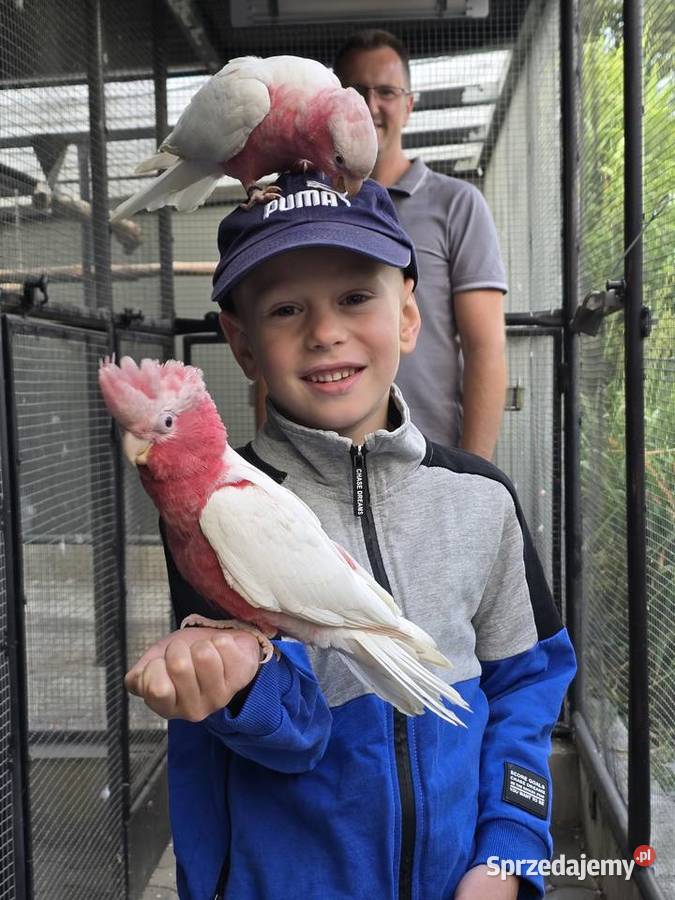 Kakadu różowe lutino samiec Kielcza