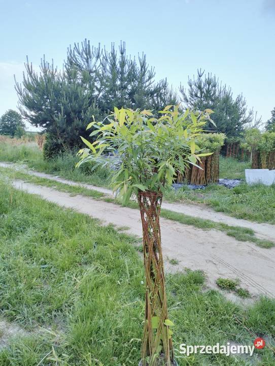 Wierzba pleciona Piotrków Piotrków Trybunalski