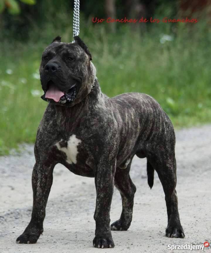 Szczeniaki DOGO CANARIO Dolina Rosy FCI Psy Stoczek Łukowski sprzedam