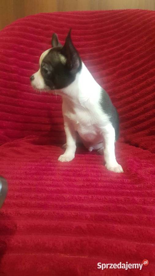 Piesek chihuahua biało czarny Płońsk