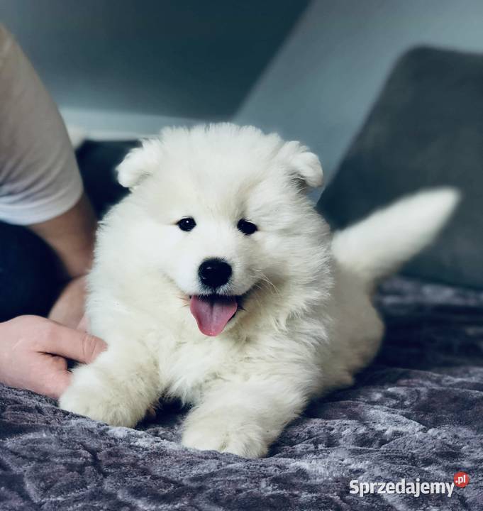 Samoyed Szczenięta mazowieckie Siedlce
