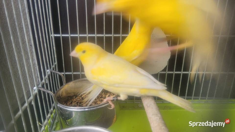 Biale i zolte kanarki Wieliczka