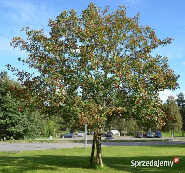 GŁÓG SZKARŁATNY Crataegus coccinea NASIONA 250 sprzedam