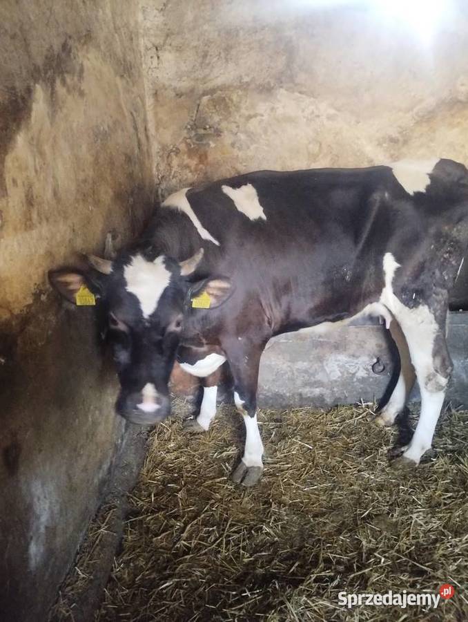 krowa z cielęciem