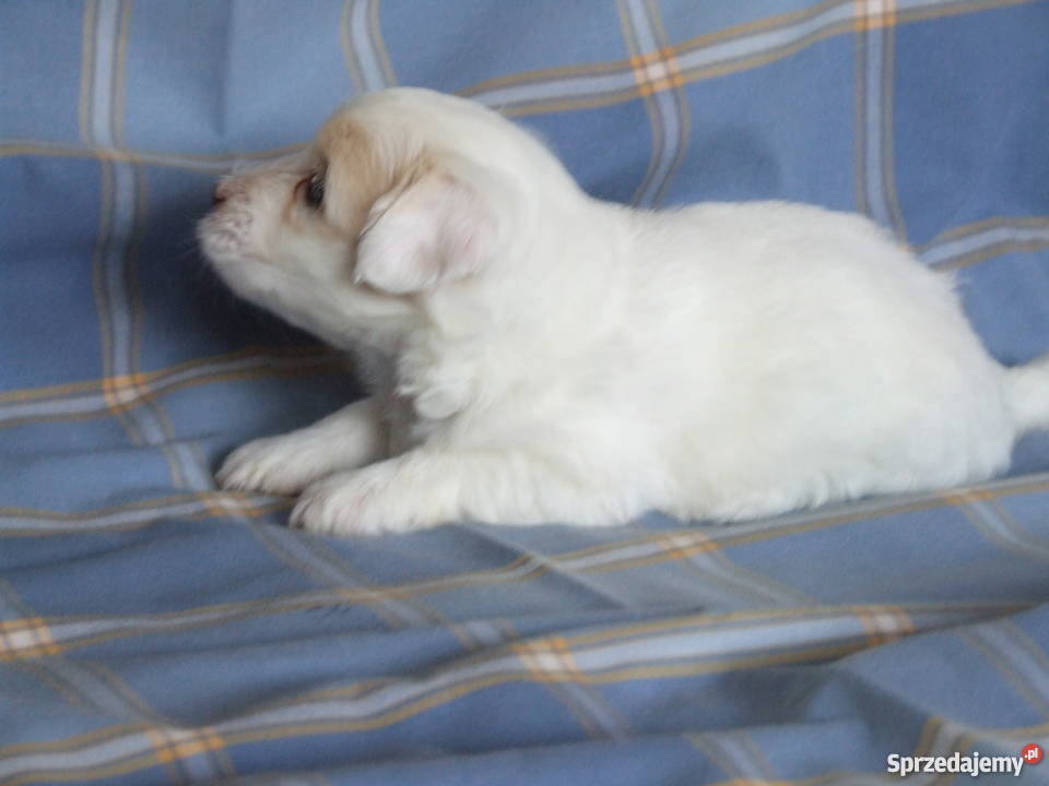 Szczenięta Coton de Tulear wspaniałe psy do Ciechanów