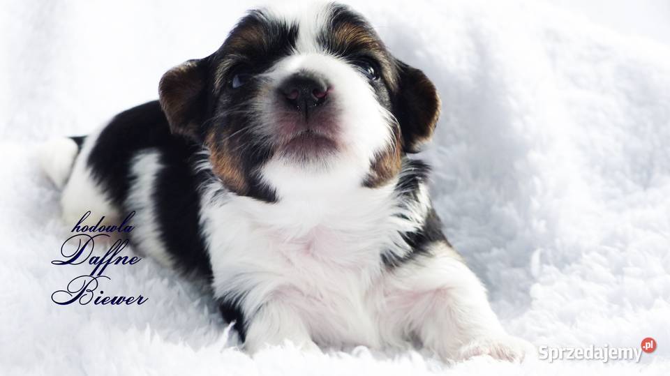 York Biewer Yorkshire Terrier Tychy sprzedam