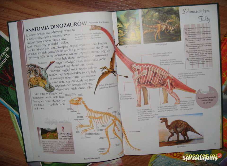 Zestaw 5 książek o dinozaurach Rawicz