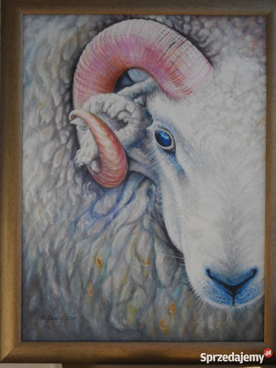 BARANolej na płótnie60x45 Malarstwo