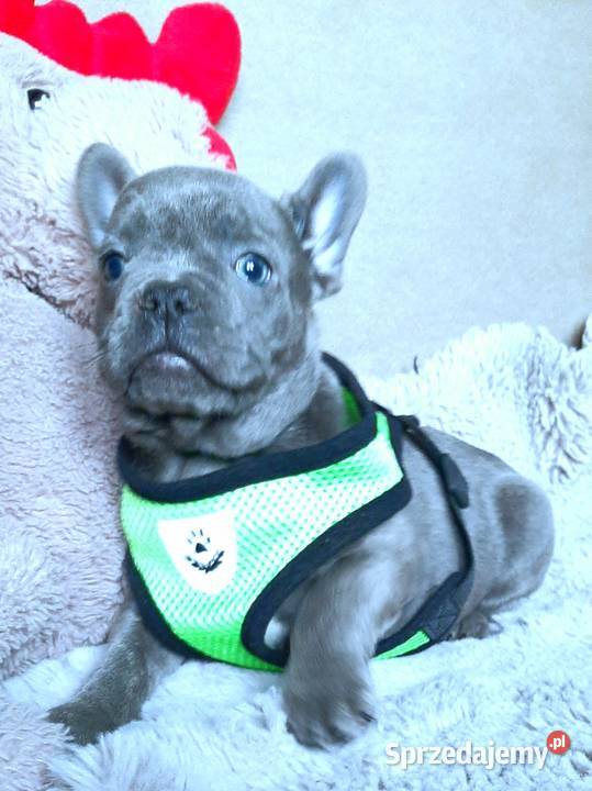 Buldogi francuskie szczenieta Pabianice